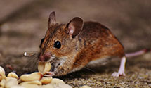 24 Hour & Emergency Exterminators in Ventnor Heights, NJ